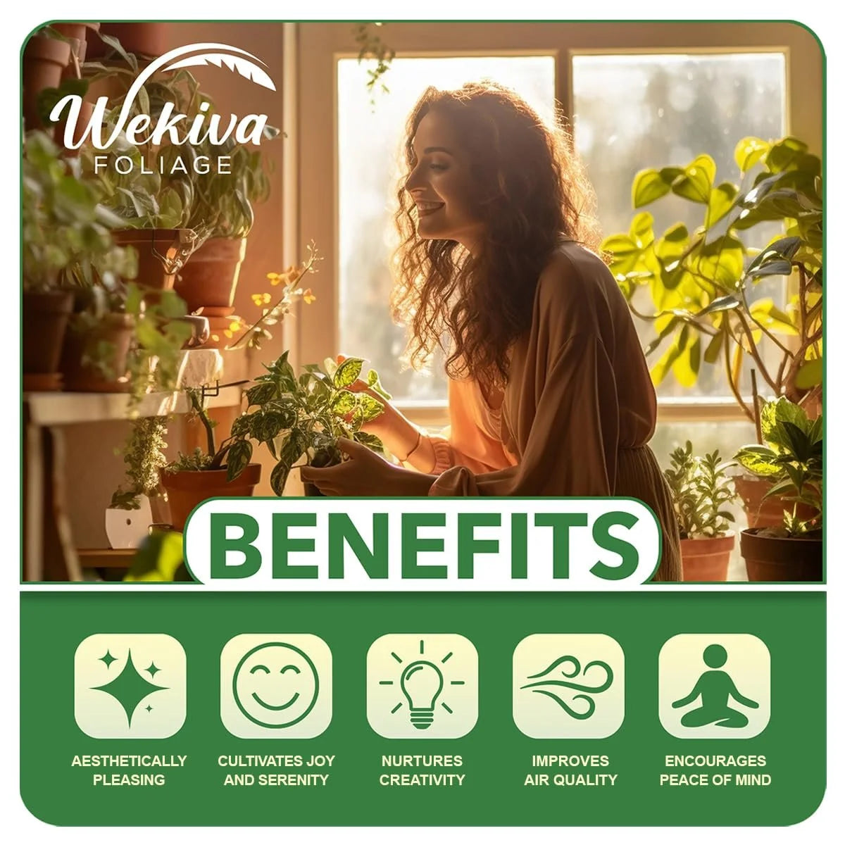 Harvest Moon Mango Tree - Grafted - Live Plant in a 3 Gallon Growers Pot - Mangifera Indica - Beautiful Edible Fruit Bearing Tree for Patio and Garden