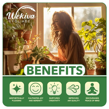 Harvest Moon Mango Tree - Grafted - Live Plant in a 3 Gallon Growers Pot - Mangifera Indica - Beautiful Edible Fruit Bearing Tree for Patio and Garden