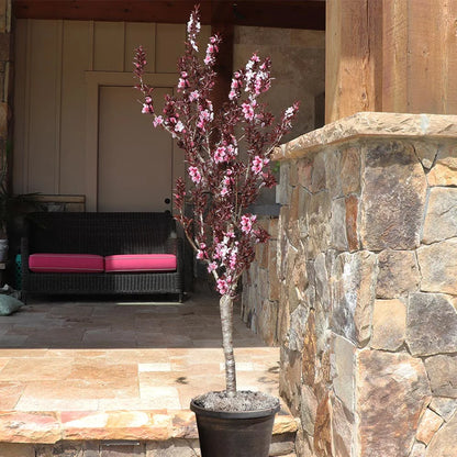 Brighter Blooms - Bonfire Patio Peach Tree, 3-4 ft. - No Shipping to AK, AL, AR, AZ, CA, CO, HI, ID, LA, MS, OR, WA
