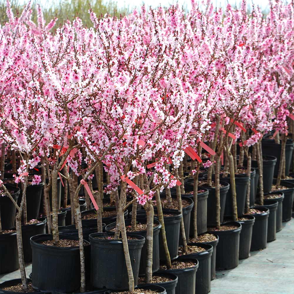 Brighter Blooms - Bonfire Patio Peach Tree, 3-4 ft. - No Shipping to AK, AL, AR, AZ, CA, CO, HI, ID, LA, MS, OR, WA