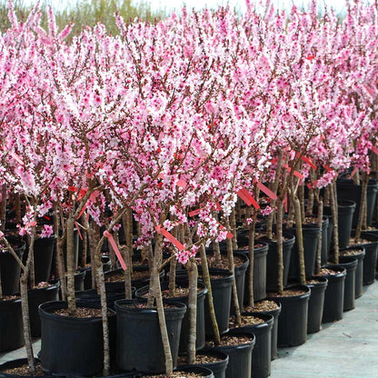Brighter Blooms - Bonfire Patio Peach Tree, 3-4 ft. - No Shipping to AK, AL, AR, AZ, CA, CO, HI, ID, LA, MS, OR, WA