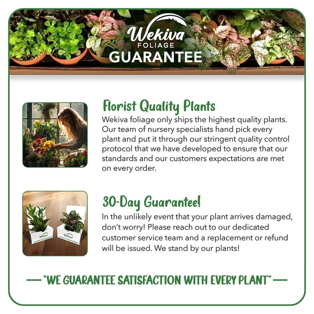 Harvest Moon Mango Tree - Grafted - Live Plant in a 3 Gallon Growers Pot - Mangifera Indica - Beautiful Edible Fruit Bearing Tree for Patio and Garden