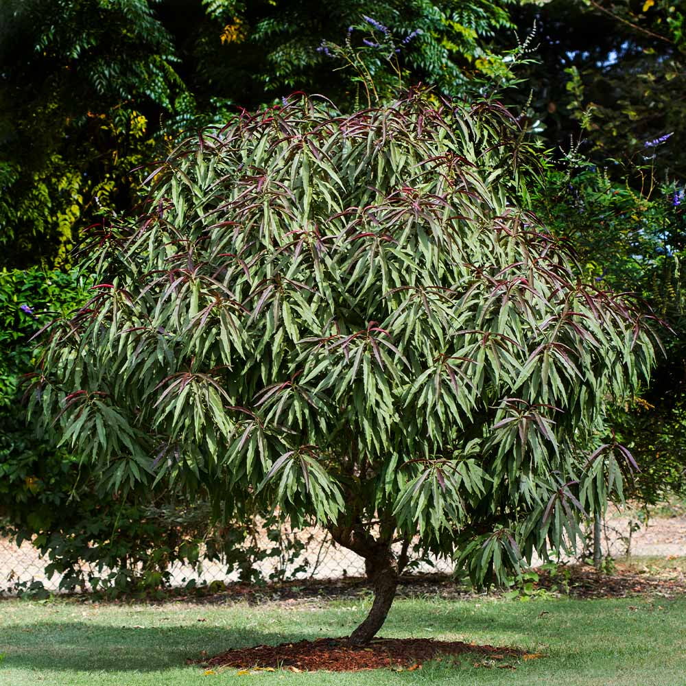 Brighter Blooms - Bonfire Patio Peach Tree, 3-4 ft. - No Shipping to AK, AL, AR, AZ, CA, CO, HI, ID, LA, MS, OR, WA