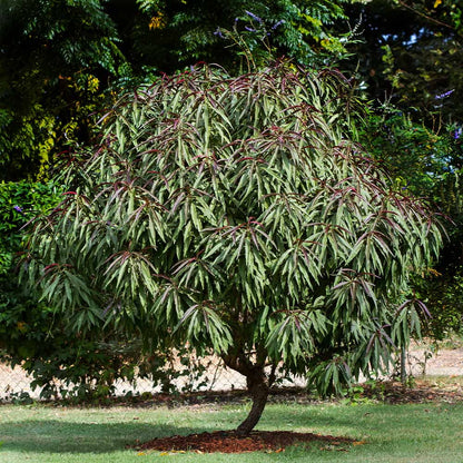 Brighter Blooms - Bonfire Patio Peach Tree, 3-4 ft. - No Shipping to AK, AL, AR, AZ, CA, CO, HI, ID, LA, MS, OR, WA