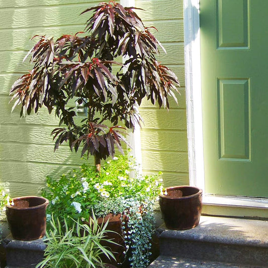 Brighter Blooms - Bonfire Patio Peach Tree, 3-4 ft. - No Shipping to AK, AL, AR, AZ, CA, CO, HI, ID, LA, MS, OR, WA