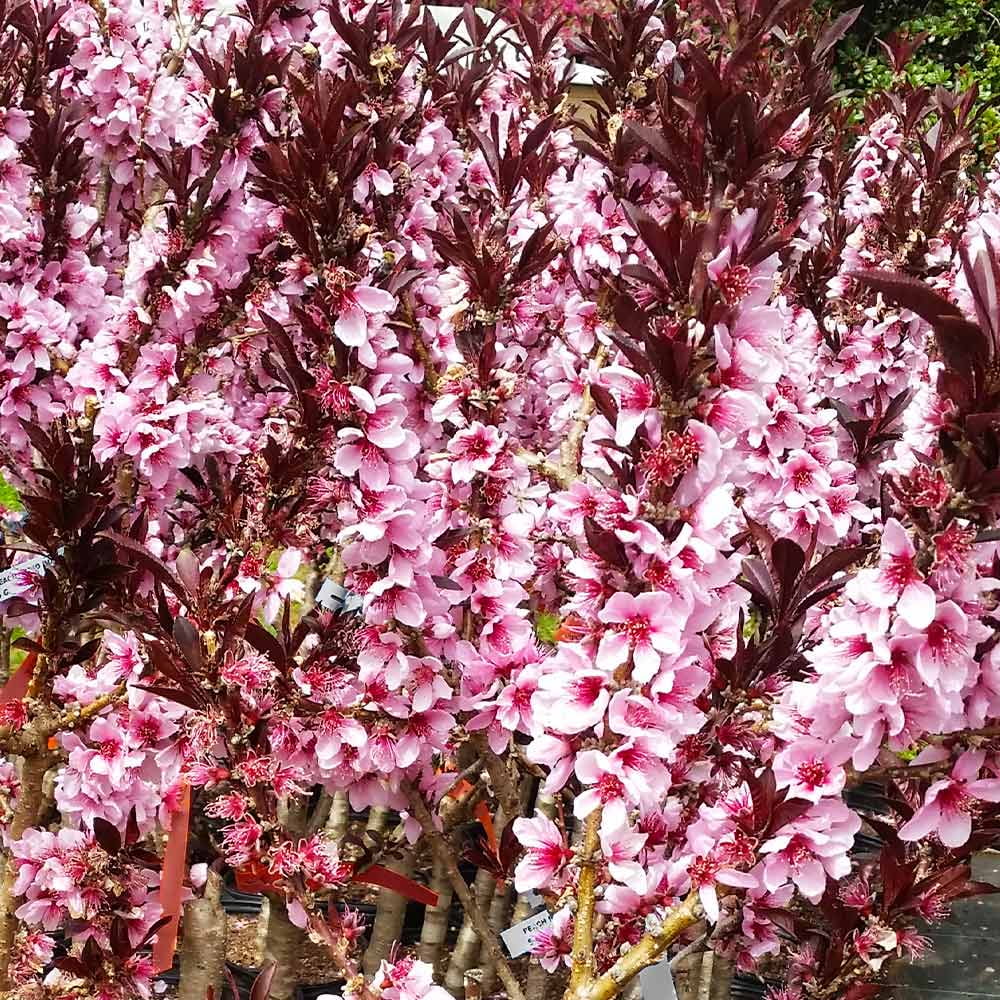 Brighter Blooms - Bonfire Patio Peach Tree, 3-4 ft. - No Shipping to AK, AL, AR, AZ, CA, CO, HI, ID, LA, MS, OR, WA