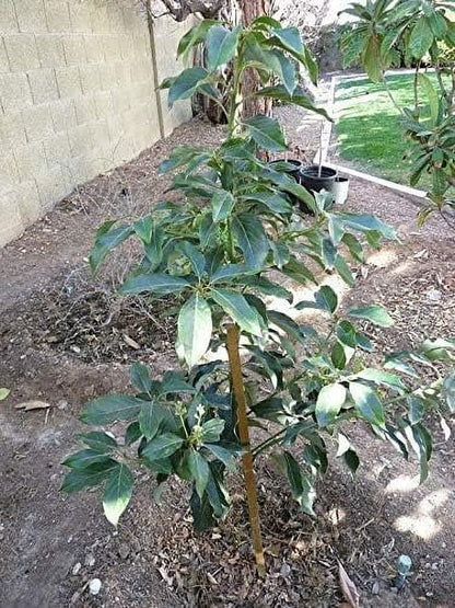 Avocado Tree - Live Tree in a 3 Gallon Pot - Grower's Choice Based on Season and Availability - Fruit Tree for Patio and Garden