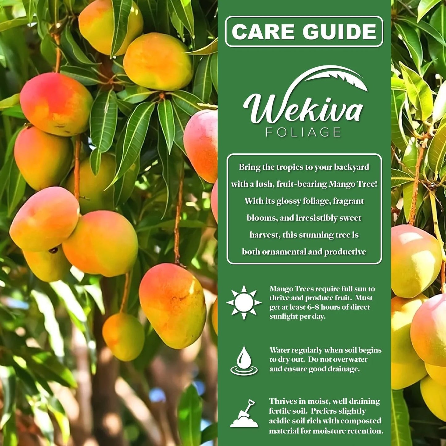 Harvest Moon Mango Tree - Grafted - Live Plant in a 3 Gallon Growers Pot - Mangifera Indica - Beautiful Edible Fruit Bearing Tree for Patio and Garden