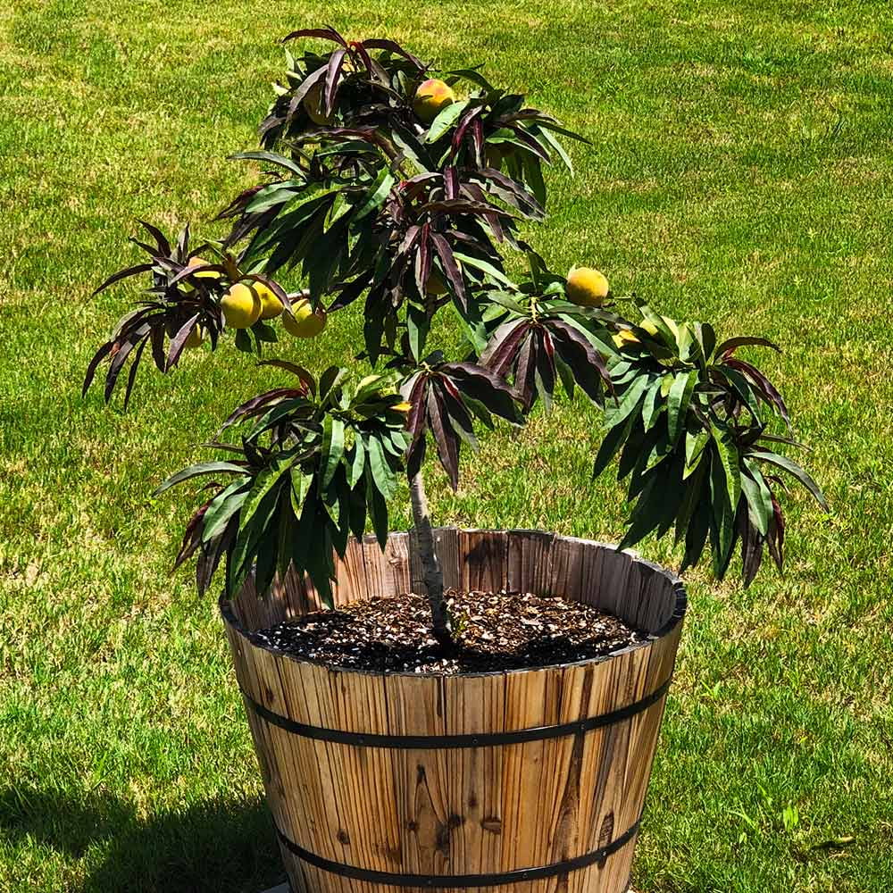 Brighter Blooms - Bonfire Patio Peach Tree, 3-4 ft. - No Shipping to AK, AL, AR, AZ, CA, CO, HI, ID, LA, MS, OR, WA