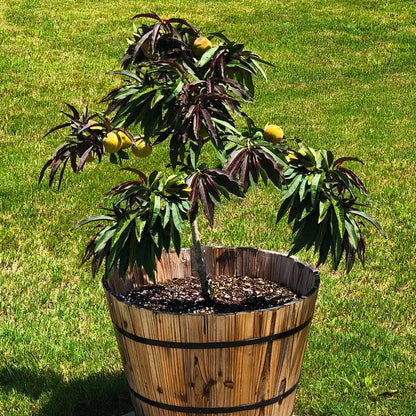 Brighter Blooms - Bonfire Patio Peach Tree, 3-4 ft. - No Shipping to AK, AL, AR, AZ, CA, CO, HI, ID, LA, MS, OR, WA