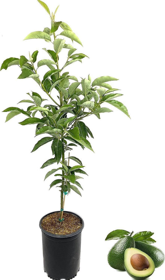 Avocado Tree - Live Tree in a 3 Gallon Pot - Grower's Choice Based on Season and Availability - Fruit Tree for Patio and Garden