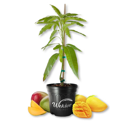 Harvest Moon Mango Tree - Grafted - Live Plant in a 3 Gallon Growers Pot - Mangifera Indica - Beautiful Edible Fruit Bearing Tree for Patio and Garden