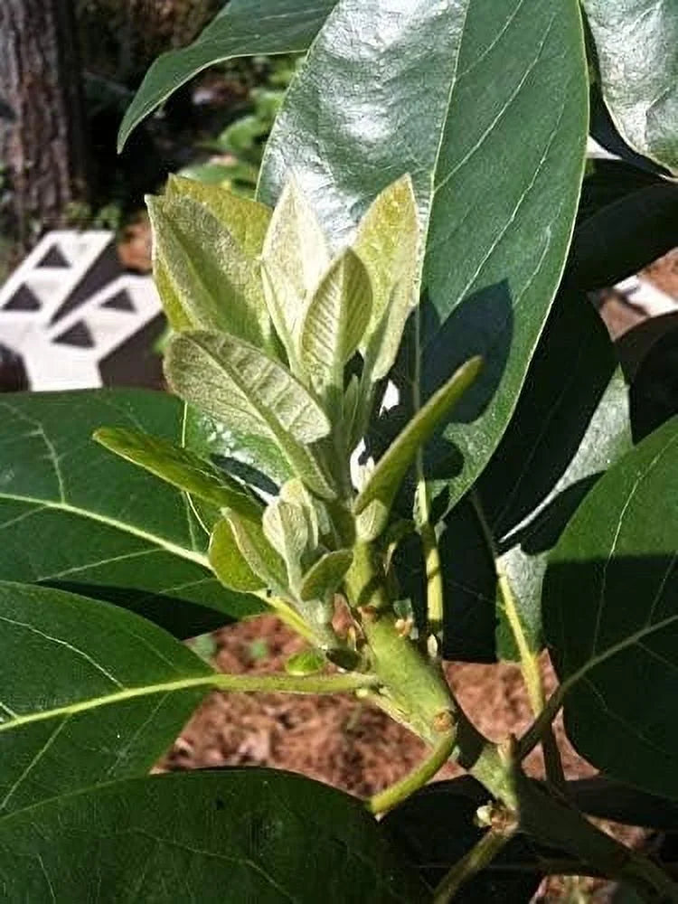 Avocado Tree - Live Tree in a 3 Gallon Pot - Grower's Choice Based on Season and Availability - Fruit Tree for Patio and Garden